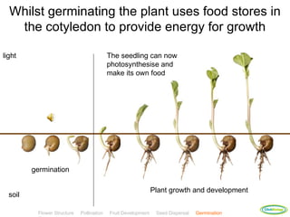 Whilst germinating the plant uses food stores in
   the cotyledon to provide energy for growth

light                                      The seedling can now
                                           photosynthesise and
                                           make its own food




         germination

                                                               Plant growth and development
  soil
                                                                                               ClickBiology
          Flower Structure   Pollination   Fruit Development    Seed Dispersal   Germination
 