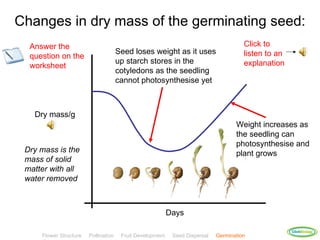 Changes in dry mass of the germinating seed:
  Answer the                                                                           Click to
                                      Seed loses weight as it uses                     listen to an
  question on the
                                      up starch stores in the                          explanation
  worksheet
                                      cotyledons as the seedling
                                      cannot photosynthesise yet



   Dry mass/g
                                                                                    Weight increases as
                                                                                    the seedling can
                                                                                    photosynthesise and
 Dry mass is the                                                                    plant grows
 mass of solid
 matter with all
 water removed



                                                           Days

                                                                                                      ClickBiology
     Flower Structure   Pollination    Fruit Development    Seed Dispersal   Germination
 