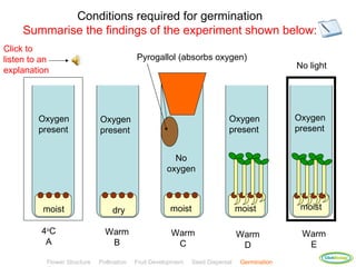 Conditions required for germination
     Summarise the findings of the experiment shown below:
Click to
listen to an                                Pyrogallol (absorbs oxygen)
                                                                                                No light
explanation




         Oxygen               Oxygen                                         Oxygen             Oxygen
         present              present                                        present            present


                                                         No
                                                       oxygen



          moist                    dry                  moist                    moist           moist

          4oC                   Warm                    Warm                     Warm            Warm
           A                     B                       C                        D               E
                                                                                                         ClickBiology
           Flower Structure   Pollination   Fruit Development   Seed Dispersal    Germination
 