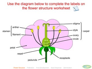 Use the diagram below to complete the labels on
            the flower structure worksheet



                                                                                              stigma
         anther
stamen                                                                                        style    carpel
         filament                                                                             ovary
                                                                                              ovule


     petal

               sepal
                                                                          receptacle
                              peduncle

                                                                                                       ClickBiology
          Flower Structure   Pollination   Fruit Development   Seed Dispersal   Germination
 