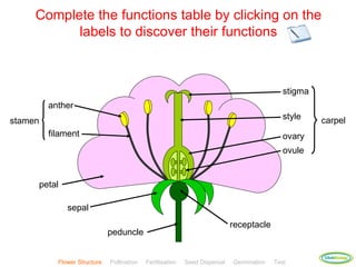 Complete the functions table by clicking on the
           labels to discover their functions



                                                                                              stigma
         anther
stamen                                                                                        style    carpel
         filament                                                                             ovary
                                                                                              ovule


     petal

              sepal
                                                                             receptacle
                              peduncle

                                                                                                       ClickBiology
           Flower Structure   Pollination   Fertilisation   Seed Dispersal   Germination   Test
 