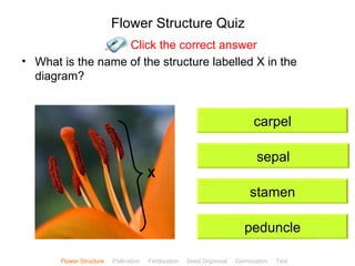 Flower Structure Quiz
                   Click the correct answer
• What is the name of the structure labelled X in the
  diagram?


                                                                               carpel

                                                                                sepal
                                        X
                                                                             stamen

                                                                            peduncle
                                                                                              ClickBiology
       Flower Structure   Pollination   Fertilisation   Seed Dispersal   Germination   Test
 