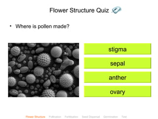 Flower Structure Quiz

• Where is pollen made?



                                                                           stigma

                                                                             sepal

                                                                            anther

                                                                             ovary


                                                                                             ClickBiology
      Flower Structure   Pollination   Fertilisation   Seed Dispersal   Germination   Test
 