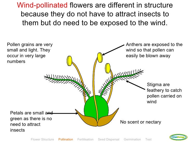 Plant reproduction