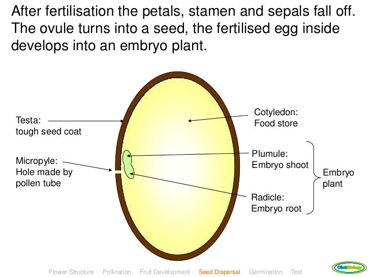 Plant reproduction