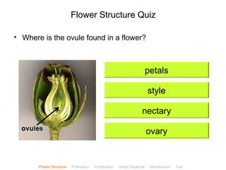 CClliicckkBBiioollooggyy 
Flower Structure Quiz 
• Where is the ovule found in a flower? 
petals 
style 
nectary 
ovary 
Flower Structure Pollination Fertilisation Seed Dispersal Germination Test 
 