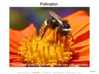 CClliicckkBBiioollooggyy 
Pollination 
The pollen grain contains the male sex cell (gamete) 
Flower Structure Pollination Fertilisation Seed Dispersal Germination Test 
 