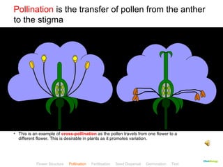 Pollination is the transfer of pollen from the anther 
to the stigma 
CClliicckkBBiioollooggyy 
• This is an example of cross-pollination as the pollen travels from one flower to a 
different flower. This is desirable in plants as it promotes variation. 
Flower Structure Pollination Fertilisation Seed Dispersal Germination Test 
 