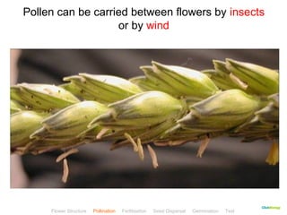 Pollen can be carried between flowers by insects 
CClliicckkBBiioollooggyy 
or by wind 
Flower Structure Pollination Fertilisation Seed Dispersal Germination Test 
 