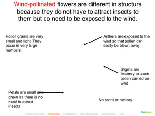 Wind-pollinated flowers are different in structure 
because they do not have to attract insects to 
them but do need to be exposed to the wind. 
Anthers are exposed to the 
wind so that pollen can 
easily be blown away 
CClliicckkBBiioollooggyy 
Petals are small and 
green as there is no 
need to attract 
insects 
Stigma are 
feathery to catch 
pollen carried on 
wind 
Pollen grains are very 
small and light. They 
occur in very large 
numbers 
No scent or nectary 
Flower Structure Pollination Fertilisation Seed Dispersal Germination Test 
 