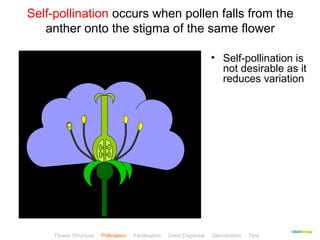 Self-pollination occurs when pollen falls from the 
CClliicckkBBiioollooggyy 
anther onto the stigma of the same flower 
• Self-pollination is 
not desirable as it 
reduces variation 
Flower Structure Pollination Fertilisation Seed Dispersal Germination Test 
 