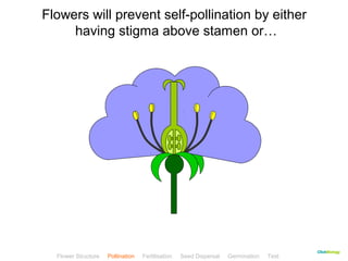 CClliicckkBBiioollooggyy 
Flowers will prevent self-pollination by either 
having stigma above stamen or… 
Flower Structure Pollination Fertilisation Seed Dispersal Germination Test 
 