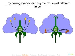 …by having stamen and stigma mature at different 
CClliicckkBBiioollooggyy 
times. 
Flower Structure Pollination Fertilisation Seed Dispersal Germination Test 
 