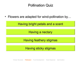 CClliicckkBBiioollooggyy 
Pollination Quiz 
• Flowers are adapted for wind-pollination by… 
Having bright petals and a scent 
Having a nectary 
Having feathery stigmas 
Having sticky stigmas 
Flower Structure Pollination Fruit Development Seed Dispersal Germination 
Test 
 