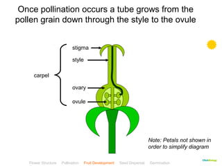 Note: Petals not shown in 
order to simplify diagram 
CClliicckkBBiioollooggyy 
Once pollination occurs a tube grows from the 
pollen grain down through the style to the ovule 
stigma 
style 
ovary 
ovule 
carpel 
Flower Structure Pollination Fruit Development Seed Dispersal Germination 
Test 
 