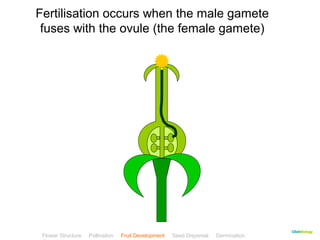 CClliicckkBBiioollooggyy 
Fertilisation occurs when the male gamete 
fuses with the ovule (the female gamete) 
Flower Structure Pollination Fruit Development Seed Dispersal Germination 
Test 
 