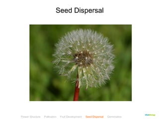 CClliicckkBBiioollooggyy 
Seed Dispersal 
Flower Structure Pollination Fruit Development Seed Dispersal Germination 
Test 
 