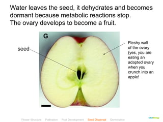 Water leaves the seed, it dehydrates and becomes 
dormant because metabolic reactions stop. 
The ovary develops to become a fruit. 
CClliicckkBBiioollooggyy 
seed 
Fleshy wall 
of the ovary 
(yes, you are 
eating an 
adapted ovary 
when you 
crunch into an 
apple! 
Flower Structure Pollination Fruit Development Seed Dispersal Germination 
Test 
 