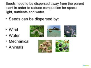 Seeds need to be dispersed away from the parent 
plant in order to reduce competition for space, 
light, nutrients and water. 
• Seeds can be dispersed by: 
• Wind 
• Water 
• Mechanical 
• Animals 
CClliicckkBBiioollooggyy 
 