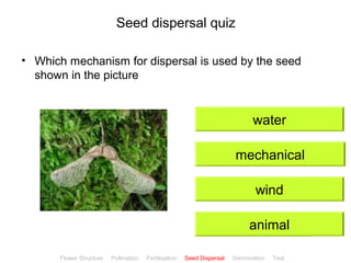CClliicckkBBiioollooggyy 
Seed dispersal quiz 
• Which mechanism for dispersal is used by the seed 
shown in the picture 
water 
mechanical 
wind 
animal 
Flower Structure Pollination Fertilisation Seed Dispersal Germination Test 
 