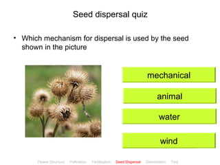 CClliicckkBBiioollooggyy 
Seed dispersal quiz 
• Which mechanism for dispersal is used by the seed 
shown in the picture 
mechanical 
animal 
water 
wind 
Flower Structure Pollination Fertilisation Seed Dispersal Germination Test 
 