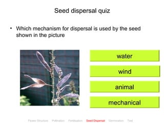 CClliicckkBBiioollooggyy 
Seed dispersal quiz 
• Which mechanism for dispersal is used by the seed 
shown in the picture 
water 
wind 
animal 
mechanical 
Flower Structure Pollination Fertilisation Seed Dispersal Germination Test 
 