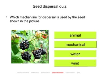 CClliicckkBBiioollooggyy 
Seed dispersal quiz 
• Which mechanism for dispersal is used by the seed 
shown in the picture 
animal 
mechanical 
water 
wind 
Flower Structure Pollination Fertilisation Seed Dispersal Germination Test 
 