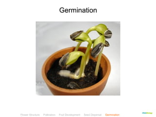 CClliicckkBBiioollooggyy 
Germination 
Flower Structure Pollination Fruit Development Seed Dispersal Germination 
Test 
 