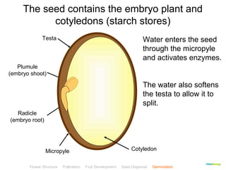 The seed contains the embryo plant and 
cotyledons (starch stores) 
Water enters the seed 
through the micropyle 
and activates enzymes. 
The water also softens 
the testa to allow it to 
split. 
CClliicckkBBiioollooggyy 
Plumule 
Testa 
(embryo shoot) 
Radicle 
(embryo root) 
Micropyle 
Cotyledon 
Flower Structure Pollination Fruit Development Seed Dispersal Germination 
Test 
 