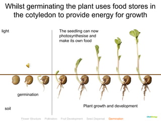Whilst germinating the plant uses food stores in 
the cotyledon to provide energy for growth 
CClliicckkBBiioollooggyy 
The seedling can now 
photosynthesise and 
make its own food 
Flower Structure Pollination Fruit Development Seed Dispersal Germination 
Test 
light 
soil 
germination 
Plant growth and development 
 