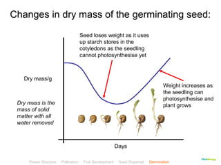 Changes in dry mass of the germinating seed: 
Weight increases as 
the seedling can 
photosynthesise and 
plant grows 
CClliicckkBBiioollooggyy 
Seed loses weight as it uses 
up starch stores in the 
cotyledons as the seedling 
cannot photosynthesise yet 
Days 
Dry mass/g 
Dry mass is the 
mass of solid 
matter with all 
water removed 
Flower Structure Pollination Fruit Development Seed Dispersal Germination 
Test 
 
