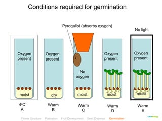 CClliicckkBBiioollooggyy 
Conditions required for germination 
moist dry moist moist moist 
4oC 
A 
Warm 
B 
Warm 
C 
Warm 
D 
Flower Structure Pollination Fruit Development Seed Dispersal Germination 
Test 
Warm 
E 
Oxygen 
present 
Oxygen 
present 
Oxygen 
present 
Oxygen 
present 
No 
oxygen 
No light 
Pyrogallol (absorbs oxygen) 
 