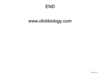 CClliicckkBBiioollooggyy 
END 
www.clickbiology.com 
