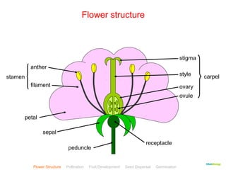 CClliicckkBBiioollooggyy 
Flower structure 
stigma 
style 
ovary 
ovule 
carpel 
anther 
filament 
stamen 
petal 
sepal 
receptacle 
peduncle 
Flower Structure Pollination Fruit Development Seed Dispersal Germination 
Test 
 
