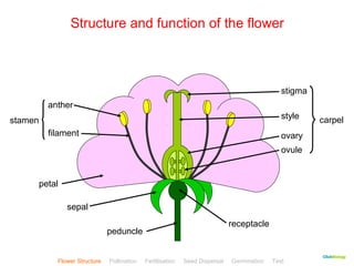 CClliicckkBBiioollooggyy 
Structure and function of the flower 
stigma 
style 
ovary 
ovule 
carpel 
anther 
filament 
stamen 
petal 
sepal 
receptacle 
peduncle 
Flower Structure Pollination Fertilisation Seed Dispersal Germination Test 
 