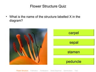 CClliicckkBBiioollooggyy 
Flower Structure Quiz 
• What is the name of the structure labelled X in the 
diagram? 
carpel 
sepal 
stamen 
peduncle 
X 
Flower Structure Pollination Fertilisation Seed Dispersal Germination Test 
 