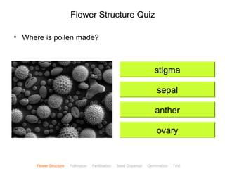 CClliicckkBBiioollooggyy 
Flower Structure Quiz 
• Where is pollen made? 
stigma 
sepal 
anther 
ovary 
Flower Structure Pollination Fertilisation Seed Dispersal Germination Test 
 