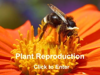 CClliicckkBBiioollooggyy 
Plant Reproduction 
Click to Enter 
 