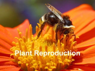ClickBiology
ClickBiology
Plant Reproduction
 