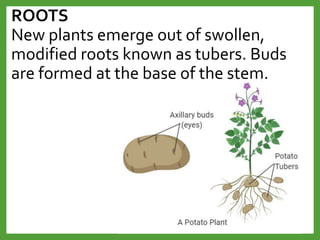 Plant-Reproduction.ppt