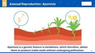 Comprehensive Study of Plant Reproduction and Development Processes | PDF