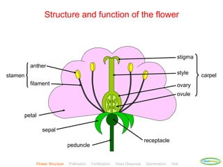 plant-reproduction-teacher copy.pptxpptx | PPTX