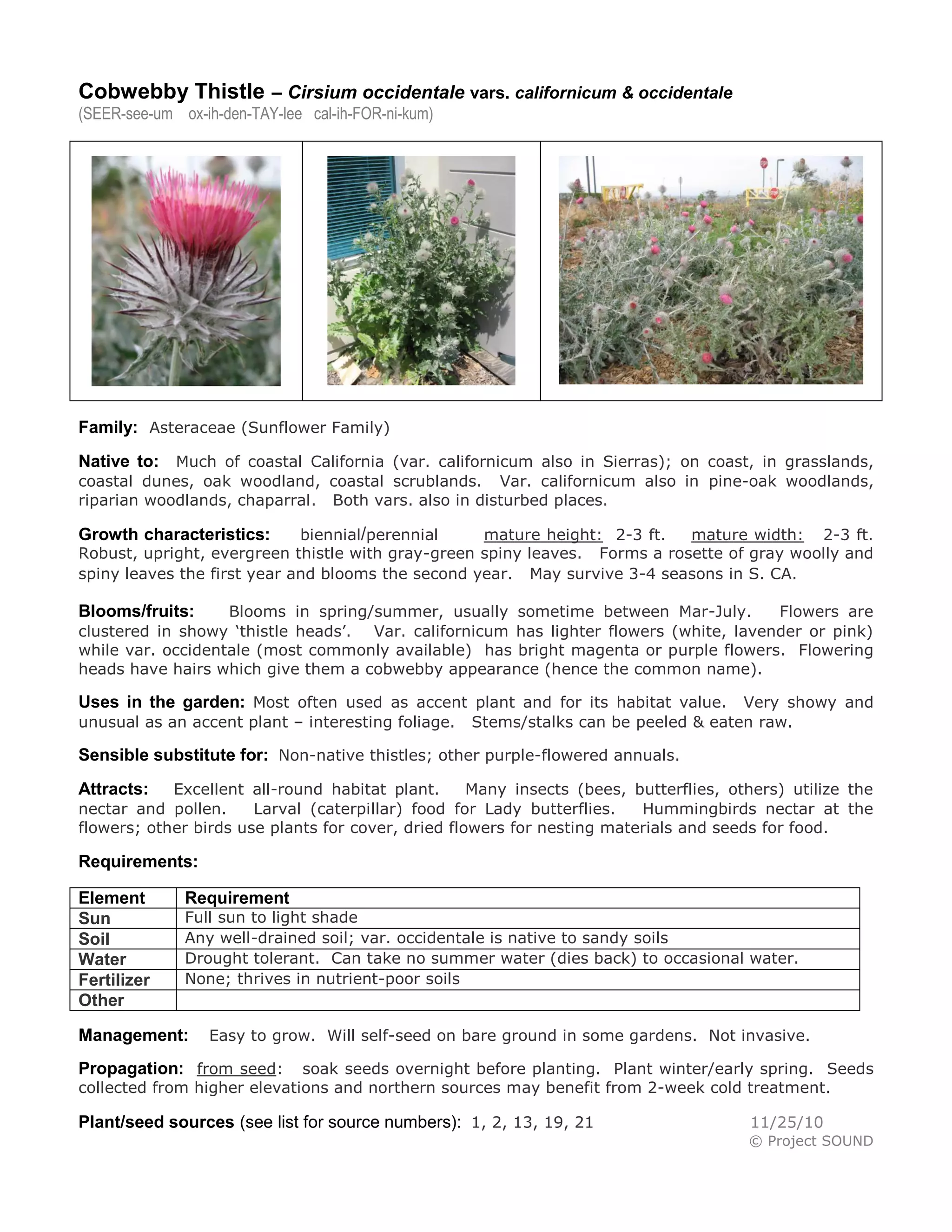 Cobwebby Thistle – Cirsium occidentale vars. californicum & occidentale
(SEER-see-um ox-ih-den-TAY-lee cal-ih-FOR-ni-kum)




Family: Asteraceae (Sunflower Family)
Native to: Much of coastal California (var. californicum also in Sierras); on coast, in grasslands,
coastal dunes, oak woodland, coastal scrublands. Var. californicum also in pine-oak woodlands,
riparian woodlands, chaparral. Both vars. also in disturbed places.

Growth characteristics:      biennial/perennial    mature height: 2-3 ft.   mature width: 2-3 ft.
Robust, upright, evergreen thistle with gray-green spiny leaves. Forms a rosette of gray woolly and
spiny leaves the first year and blooms the second year. May survive 3-4 seasons in S. CA.

Blooms/fruits:     Blooms in spring/summer, usually sometime between Mar-July.         Flowers are
clustered in showy ‘thistle heads’. Var. californicum has lighter flowers (white, lavender or pink)
while var. occidentale (most commonly available) has bright magenta or purple flowers. Flowering
heads have hairs which give them a cobwebby appearance (hence the common name).

Uses in the garden: Most often used as accent plant and for its habitat value. Very showy and
unusual as an accent plant – interesting foliage.   Stems/stalks can be peeled & eaten raw.

Sensible substitute for: Non-native thistles; other purple-flowered annuals.
Attracts:   Excellent all-round habitat plant.      Many insects (bees, butterflies, others) utilize the
nectar and pollen.     Larval (caterpillar) food for Lady butterflies.   Hummingbirds nectar at the
flowers; other birds use plants for cover, dried flowers for nesting materials and seeds for food.

Requirements:

Element       Requirement
Sun           Full sun to light shade
Soil          Any well-drained soil; var. occidentale is native to sandy soils
Water         Drought tolerant. Can take no summer water (dies back) to occasional water.
Fertilizer    None; thrives in nutrient-poor soils
Other

Management:       Easy to grow. Will self-seed on bare ground in some gardens. Not invasive.

Propagation: from seed:      soak seeds overnight before planting. Plant winter/early spring. Seeds
collected from higher elevations and northern sources may benefit from 2-week cold treatment.

Plant/seed sources (see list for source numbers): 1, 2, 13, 19, 21                     11/25/10
                                                                                       © Project SOUND
 