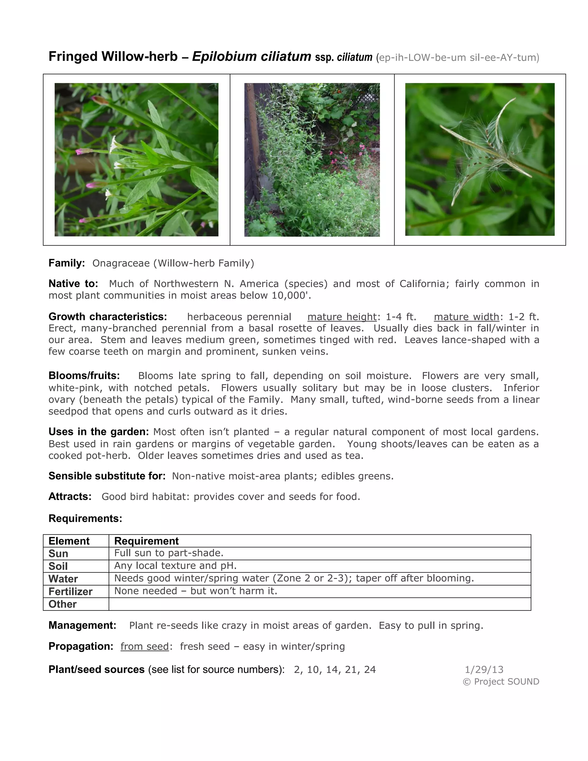 Fringed Willow-herb – Epilobium ciliatum ssp. ciliatum (ep-ih-LOW-be-um sil-ee-AY-tum)




Family: Onagraceae (Willow-herb Family)
Native to: Much of Northwestern N. America (species) and most of California; fairly common in
most plant communities in moist areas below 10,000'.

Growth characteristics:    herbaceous perennial   mature height: 1-4 ft.   mature width: 1-2 ft.
Erect, many-branched perennial from a basal rosette of leaves. Usually dies back in fall/winter in
our area. Stem and leaves medium green, sometimes tinged with red. Leaves lance-shaped with a
few coarse teeth on margin and prominent, sunken veins.

Blooms/fruits:    Blooms late spring to fall, depending on soil moisture. Flowers are very small,
white-pink, with notched petals. Flowers usually solitary but may be in loose clusters. Inferior
ovary (beneath the petals) typical of the Family. Many small, tufted, wind-borne seeds from a linear
seedpod that opens and curls outward as it dries.

Uses in the garden: Most often isn’t planted – a regular natural component of most local gardens.
Best used in rain gardens or margins of vegetable garden. Young shoots/leaves can be eaten as a
cooked pot-herb. Older leaves sometimes dries and used as tea.

Sensible substitute for: Non-native moist-area plants; edibles greens.
Attracts: Good bird habitat: provides cover and seeds for food.

Requirements:

Element      Requirement
Sun          Full sun to part-shade.
Soil         Any local texture and pH.
Water        Needs good winter/spring water (Zone 2 or 2-3); taper off after blooming.
Fertilizer   None needed – but won’t harm it.
Other
Management:      Plant re-seeds like crazy in moist areas of garden. Easy to pull in spring.

Propagation: from seed: fresh seed – easy in winter/spring

Plant/seed sources (see list for source numbers): 2, 10, 14, 21, 24                    1/29/13
                                                                                       © Project SOUND
 