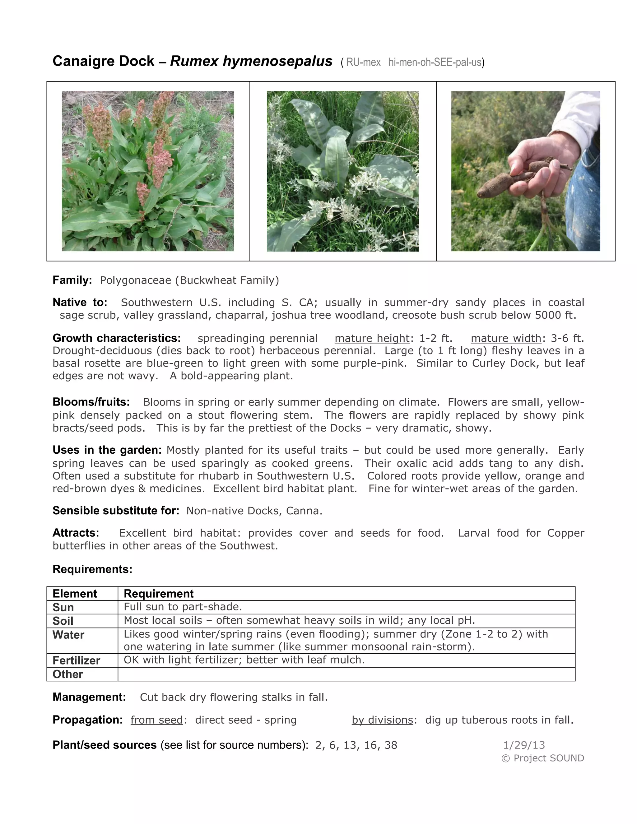 Canaigre Dock – Rumex hymenosepalus                       ( RU-mex hi-men-oh-SEE-pal-us)




Family: Polygonaceae (Buckwheat Family)
Native to:  Southwestern U.S. including S. CA; usually in summer-dry sandy places in coastal
 sage scrub, valley grassland, chaparral, joshua tree woodland, creosote bush scrub below 5000 ft.

Growth characteristics:    spreadinging perennial   mature height: 1-2 ft.    mature width: 3-6 ft.
Drought-deciduous (dies back to root) herbaceous perennial. Large (to 1 ft long) fleshy leaves in a
basal rosette are blue-green to light green with some purple-pink. Similar to Curley Dock, but leaf
edges are not wavy. A bold-appearing plant.

Blooms/fruits:  Blooms in spring or early summer depending on climate. Flowers are small, yellow-
pink densely packed on a stout flowering stem. The flowers are rapidly replaced by showy pink
bracts/seed pods. This is by far the prettiest of the Docks – very dramatic, showy.

Uses in the garden: Mostly planted for its useful traits – but could be used more generally. Early
spring leaves can be used sparingly as cooked greens. Their oxalic acid adds tang to any dish.
Often used a substitute for rhubarb in Southwestern U.S. Colored roots provide yellow, orange and
red-brown dyes & medicines. Excellent bird habitat plant. Fine for winter-wet areas of the garden.

Sensible substitute for: Non-native Docks, Canna.
Attracts:     Excellent bird habitat: provides cover and seeds for food.          Larval food for Copper
butterflies in other areas of the Southwest.

Requirements:

Element      Requirement
Sun          Full sun to part-shade.
Soil         Most local soils – often somewhat heavy soils in wild; any local pH.
Water        Likes good winter/spring rains (even flooding); summer dry (Zone 1-2 to 2) with
             one watering in late summer (like summer monsoonal rain-storm).
Fertilizer   OK with light fertilizer; better with leaf mulch.
Other
Management:      Cut back dry flowering stalks in fall.

Propagation: from seed: direct seed - spring                by divisions: dig up tuberous roots in fall.

Plant/seed sources (see list for source numbers): 2, 6, 13, 16, 38                         1/29/13
                                                                                           © Project SOUND
 