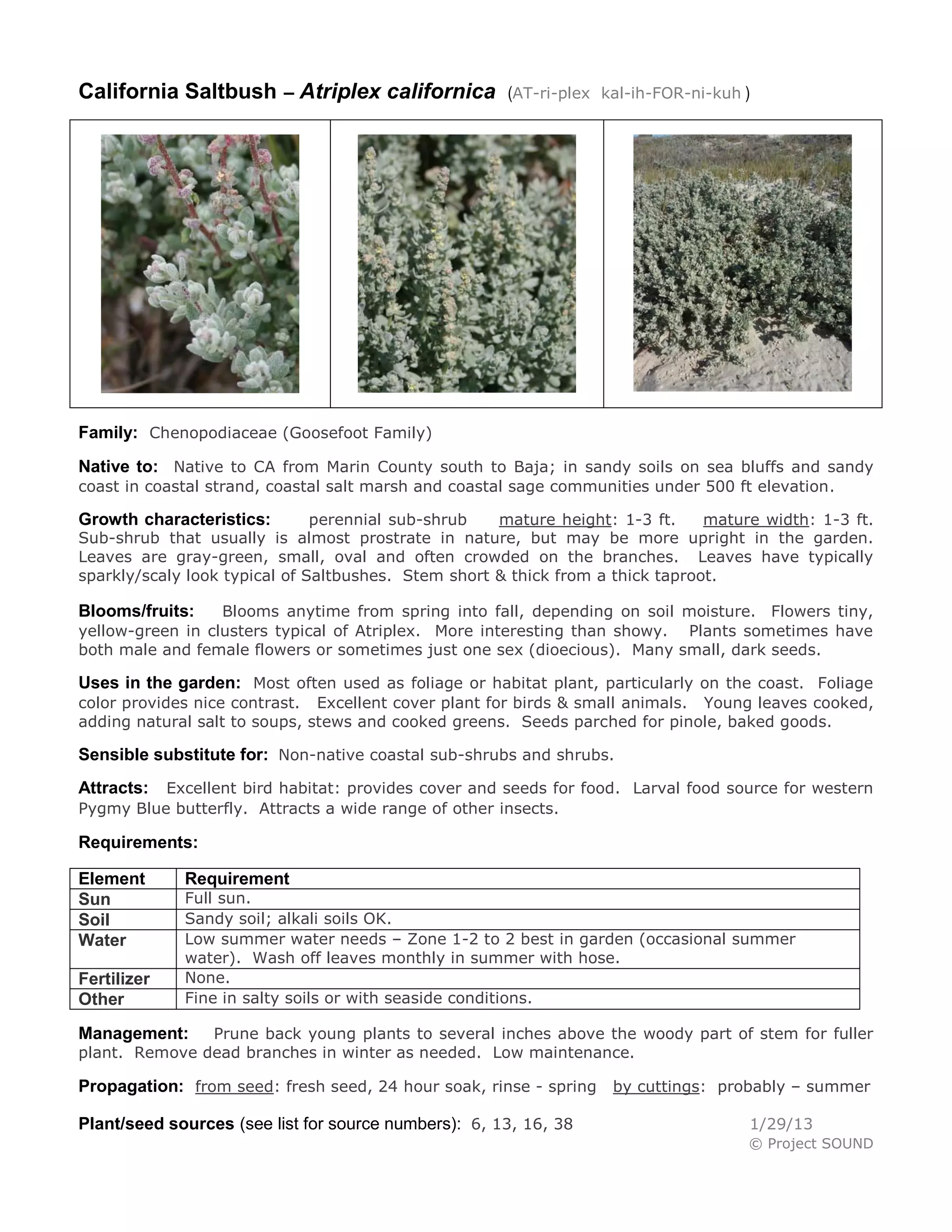 California Saltbush – Atriplex californica            (AT-ri-plex kal-ih-FOR-ni-kuh )




Family: Chenopodiaceae (Goosefoot Family)
Native to: Native to CA from Marin County south to Baja; in sandy soils on sea bluffs and sandy
coast in coastal strand, coastal salt marsh and coastal sage communities under 500 ft elevation.

Growth characteristics:        perennial sub-shrub   mature height: 1-3 ft.     mature width: 1-3 ft.
Sub-shrub that usually is almost prostrate in nature, but may be more upright in the garden.
Leaves are gray-green, small, oval and often crowded on the branches. Leaves have typically
sparkly/scaly look typical of Saltbushes. Stem short & thick from a thick taproot.

Blooms/fruits:    Blooms anytime from spring into fall, depending on soil moisture. Flowers tiny,
yellow-green in clusters typical of Atriplex. More interesting than showy. Plants sometimes have
both male and female flowers or sometimes just one sex (dioecious). Many small, dark seeds.

Uses in the garden: Most often used as foliage or habitat plant, particularly on the coast. Foliage
color provides nice contrast. Excellent cover plant for birds & small animals. Young leaves cooked,
adding natural salt to soups, stews and cooked greens. Seeds parched for pinole, baked goods.

Sensible substitute for: Non-native coastal sub-shrubs and shrubs.
Attracts: Excellent bird habitat: provides cover and seeds for food. Larval food source for western
Pygmy Blue butterfly. Attracts a wide range of other insects.

Requirements:

Element      Requirement
Sun          Full sun.
Soil         Sandy soil; alkali soils OK.
Water        Low summer water needs – Zone 1-2 to 2 best in garden (occasional summer
             water). Wash off leaves monthly in summer with hose.
Fertilizer   None.
Other        Fine in salty soils or with seaside conditions.

Management:    Prune back young plants to several inches above the woody part of stem for fuller
plant. Remove dead branches in winter as needed. Low maintenance.

Propagation: from seed: fresh seed, 24 hour soak, rinse - spring by cuttings: probably – summer

Plant/seed sources (see list for source numbers): 6, 13, 16, 38                      1/29/13
                                                                                     © Project SOUND
 