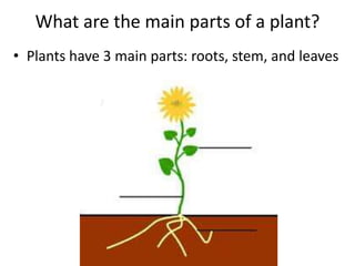 Plant structure | PPTX
