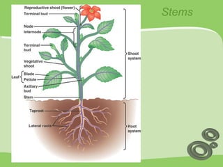 Plant structure | PDF