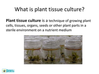 PLANT-TISSUE-CULTURE and its process how to do plant tissue culture | PDF