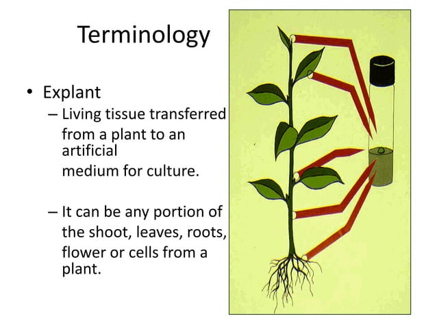 PLANT-TISSUE-CULTURE and its process how to do plant tissue culture | PPT